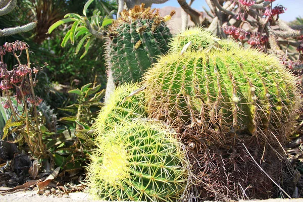 Kaktus planter i haven - Stock-foto
