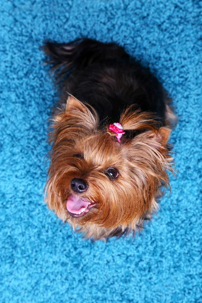 Lindo Yorkshire terrier perro sobre fondo de alfombra azul Imágenes De Stock Sin Royalties Gratis