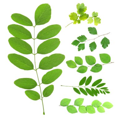 yeşil yaprakları kolaj