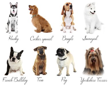 farklı köpek ırkları