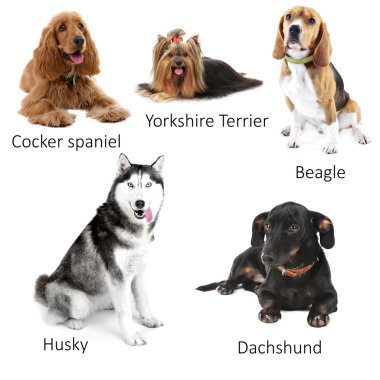 farklı köpek ırkları
