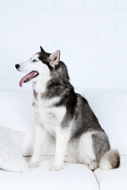 Güzel şirin husky
