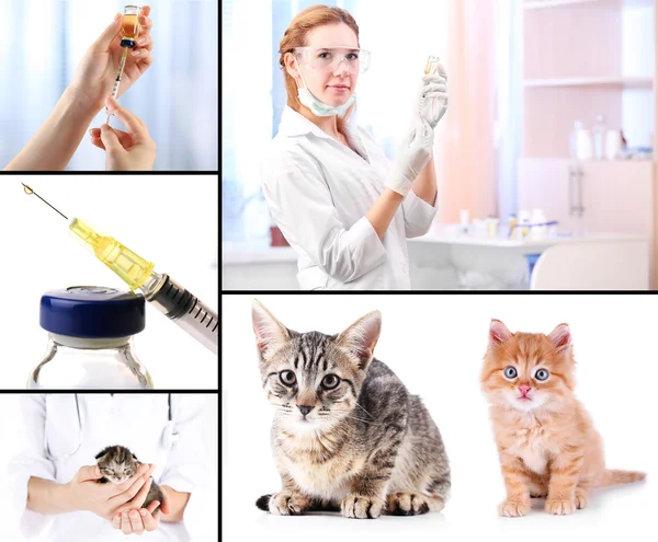 Vaccination och behandling av djur, collage — Stockfoto