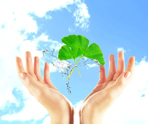 Female hands with green leaves on sky background — Stock Photo, Image