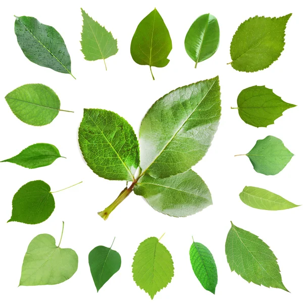 Zelené listy koláž — Stock fotografie