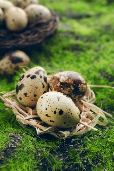 Ptačí vejce v hnízdě na zelené trávě pozadí — Stock fotografie
