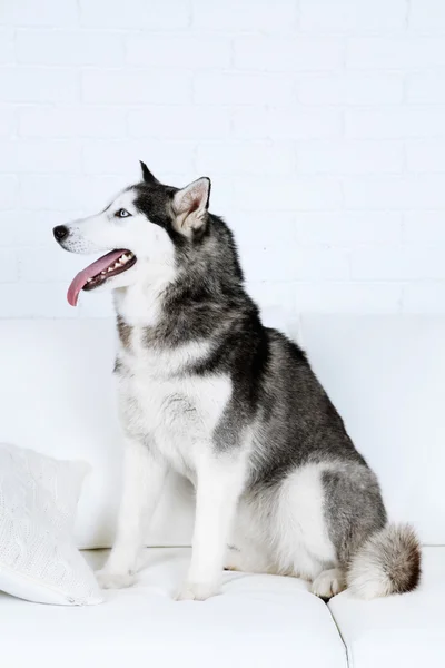 Bello carino husky — Foto Stock