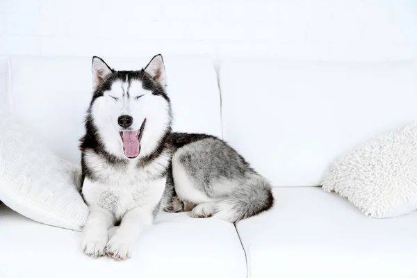 Krásný roztomilý husky — Stock fotografie