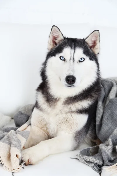Beautiful cute husky — Stock Photo, Image
