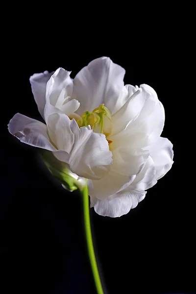 Verse witte tulip — Stockfoto