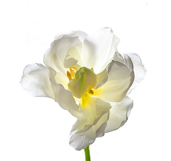 Свежий тюльпан на ярком фоне — стоковое фото