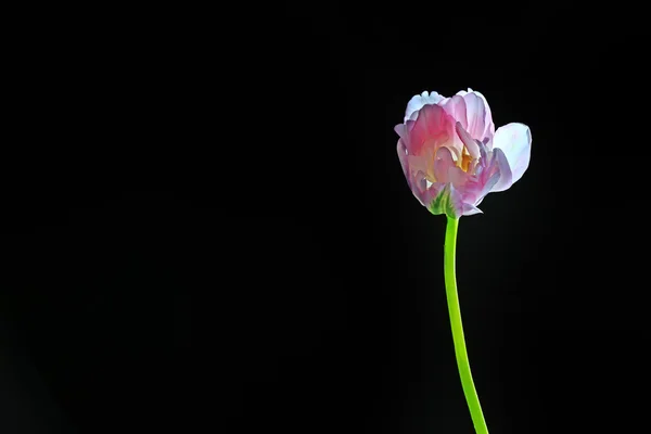 Svěží růžová Tulipán — Stock fotografie