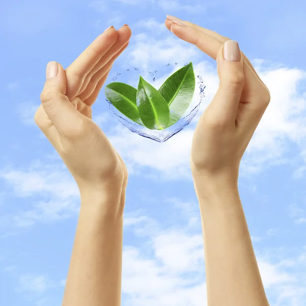 Female hands with green leaves on sky background — Stock Photo, Image