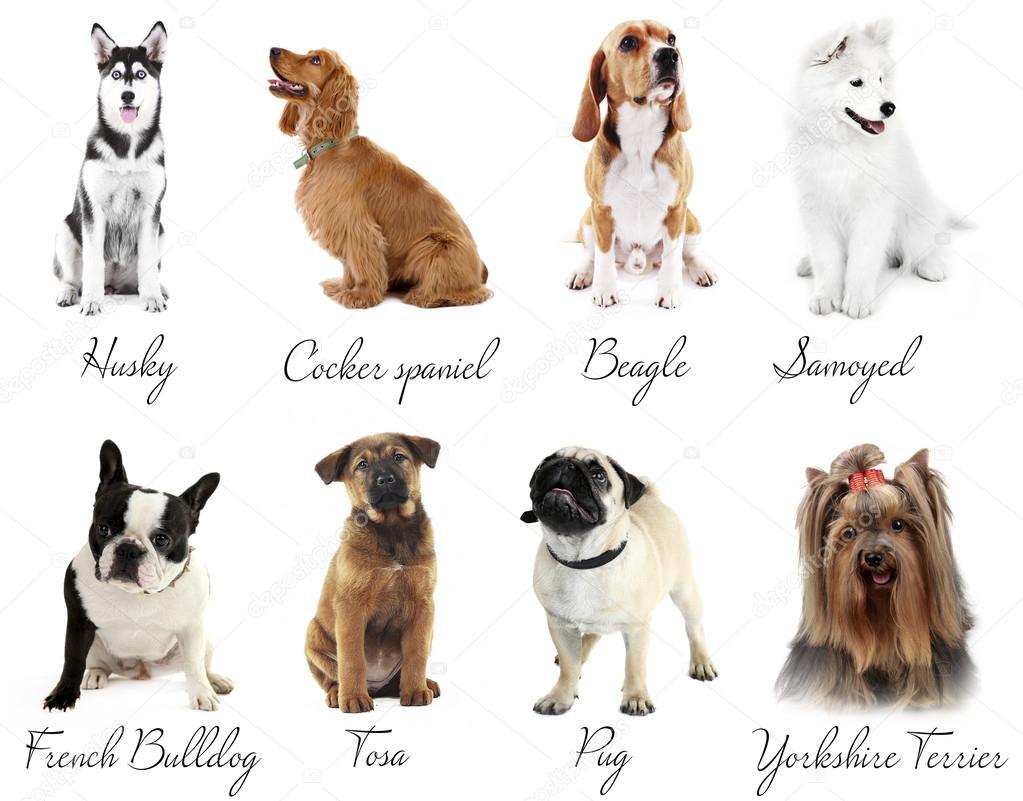 Tipos de razas de perros