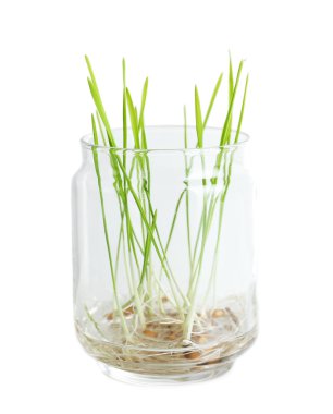 Cam şişede filizlenmiş taneler