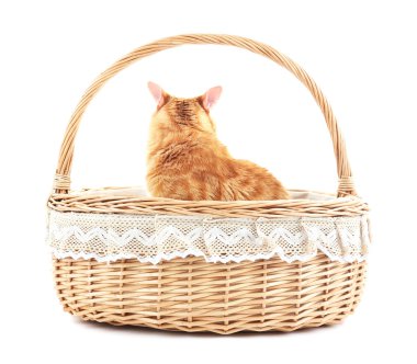 Hasır sepet içinde kırmızı kedi