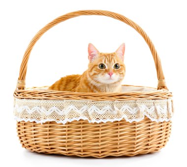 Hasır sepet içinde kırmızı kedi