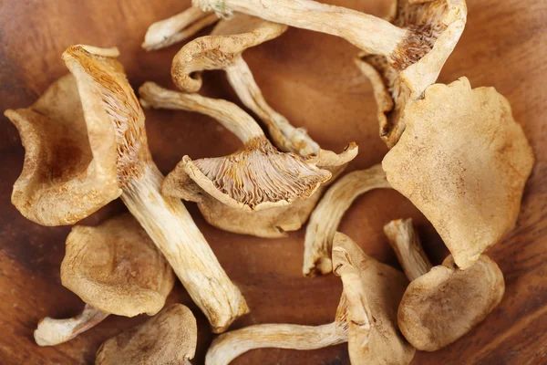 Сушені гриби, крупним планом — стокове фото