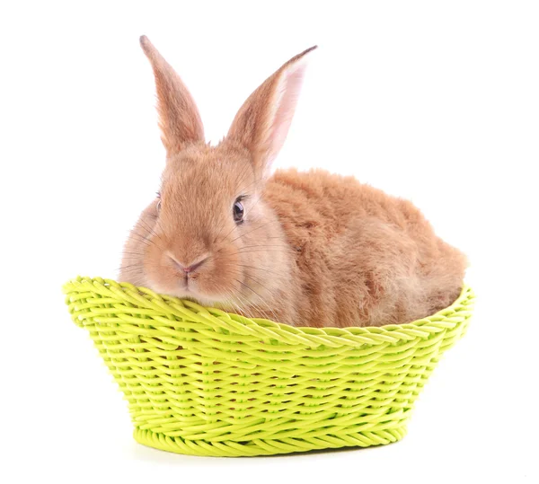 Маленький кролик в плетеной корзине — стоковое фото