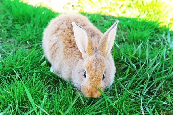 Piccolo coniglio in erba — Foto Stock