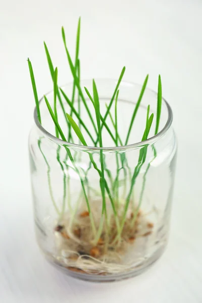 Sprouted grains in glass vase — Stock Photo, Image