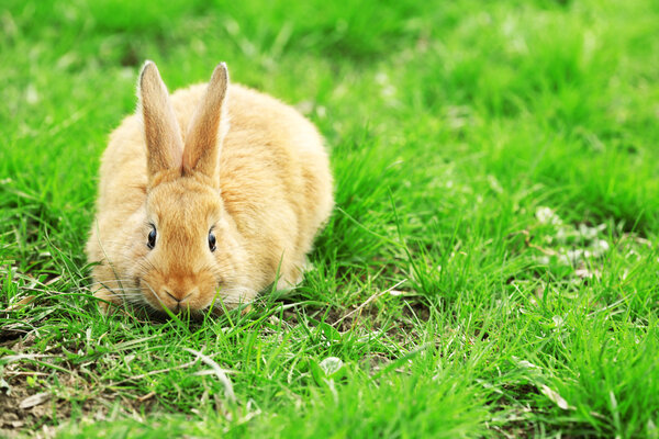 Кролик в траве крупным планом
