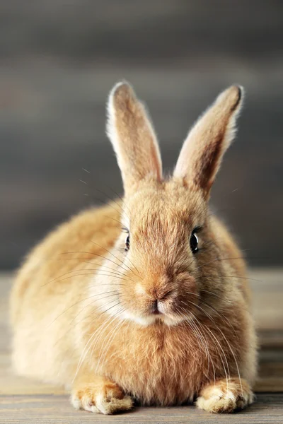 Kleines Kaninchen auf Holzgrund — Stockfoto