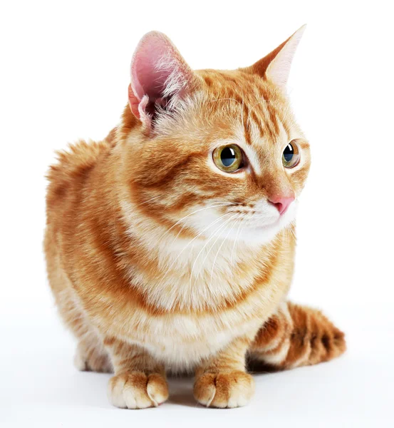 Vörös macska portréja — Stock Fotó