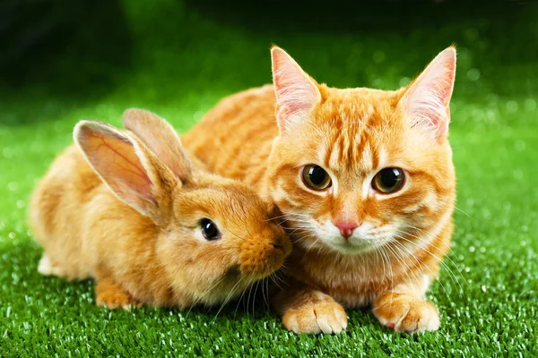 Red cat and rabbit — Stock Photo, Image