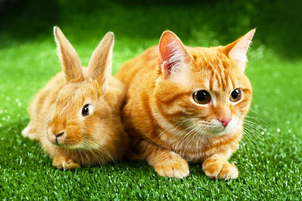 Red cat and rabbit — Stock Photo, Image