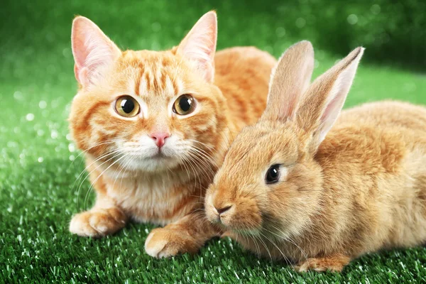 Red cat and rabbit — Stock Photo, Image