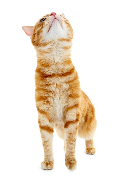 붉은 고양이의 모습 — 스톡 사진