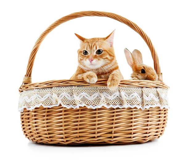 Hasır sepet içinde kırmızı kedi — Stok fotoğraf