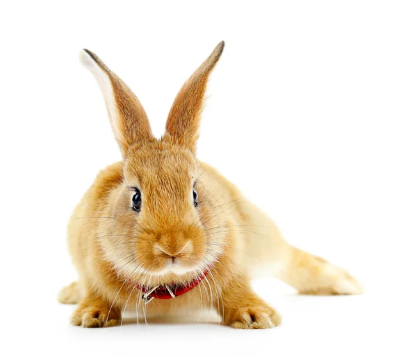 Red rabbit isolated on white — Stock Photo, Image