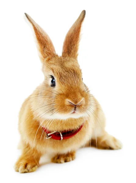 Портрет красного кролика, изолированного на белом — стоковое фото