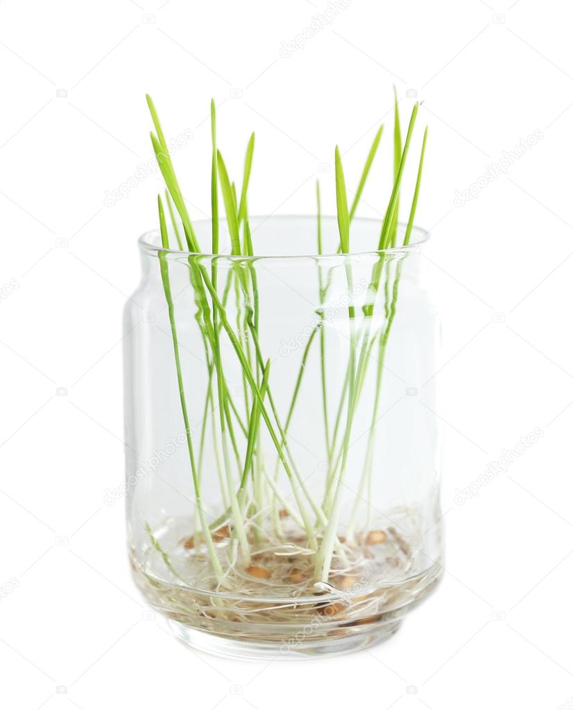 Sprouted grains in glass bottle