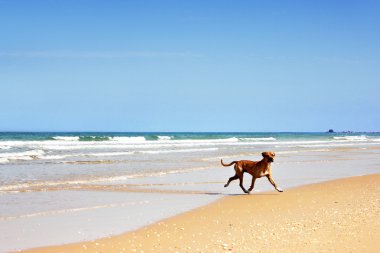 Köpek yürüyüş ile güzel deniz manzara