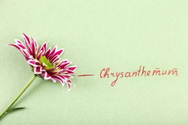 Yeşil kağıt arka plan üzerinde yazıt ile güzel krizantem