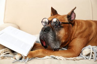 Sevimli köpek komik gözlük ve eve iç arka koltukta yatarken kitap