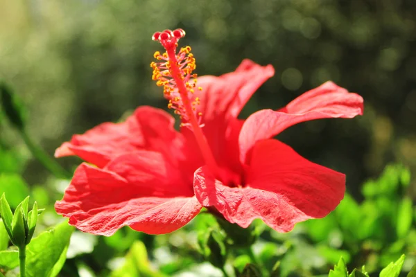 Beautiful red flower — Stock Photo, Image