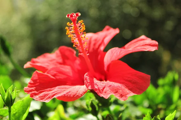 Bela flor vermelha — Fotografia de Stock