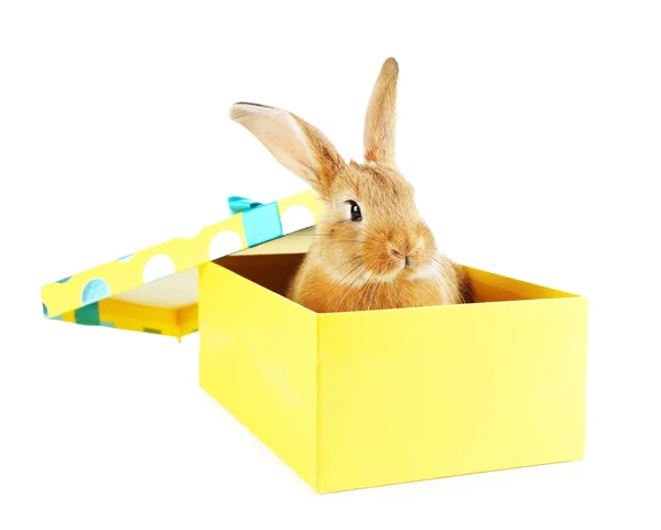 Lapin mignon dans une boîte cadeau — Photo