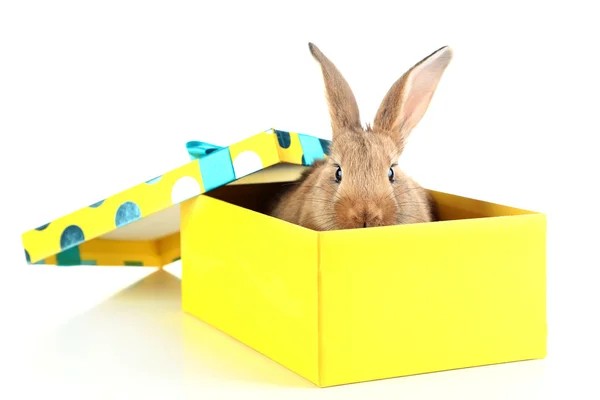 Niedliches Kaninchen in Geschenkbox — Stockfoto