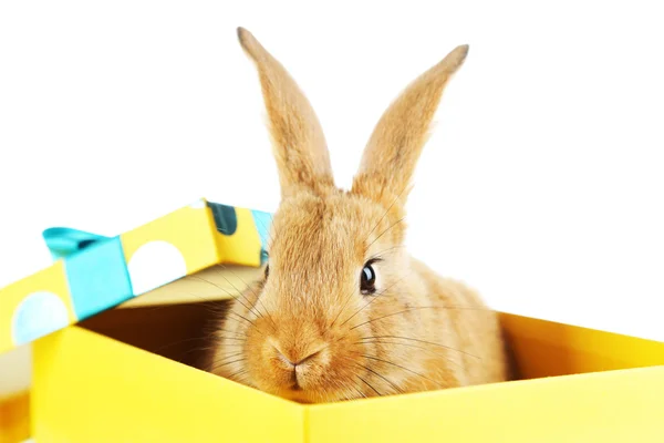 Niedliches Kaninchen in Geschenkbox — Stockfoto