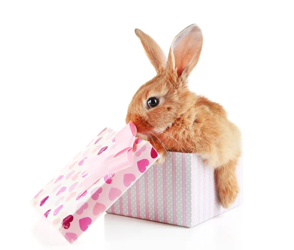 Cute rabbit in gift box — Stock Photo, Image