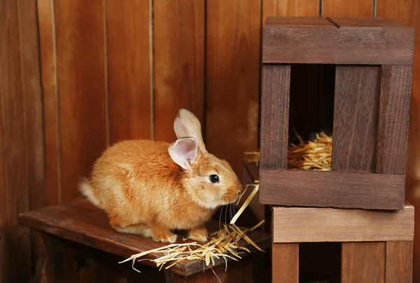 Niedliches Kaninchen im Stall — Stockfoto