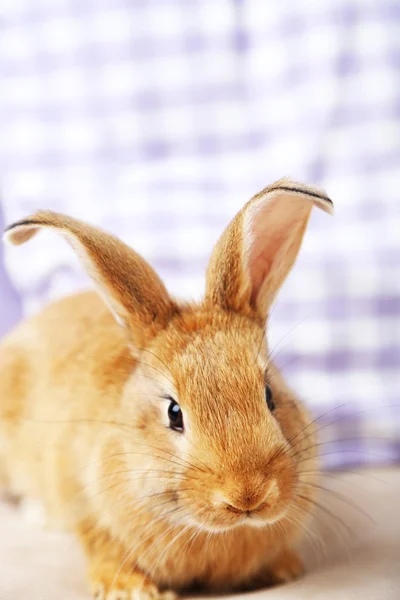 Niedliches Kaninchen auf dem Sofa — Stockfoto