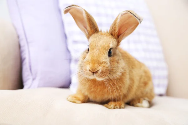 Милий кролик на дивані — стокове фото