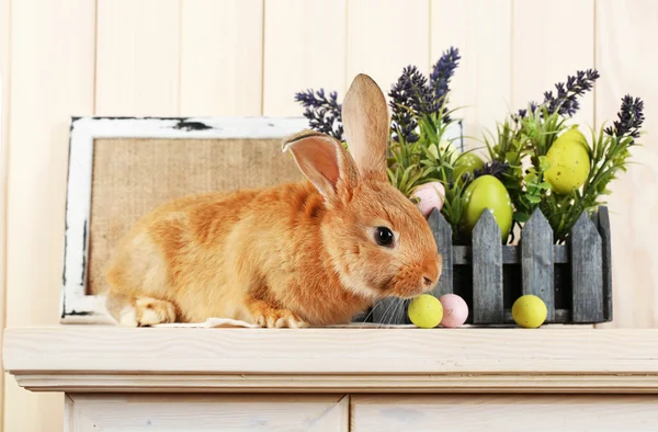 Süßes rotes Kaninchen mit Ostereiern — Stockfoto