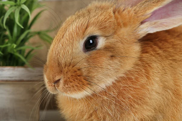 Lindo conejo rojo —  Fotos de Stock
